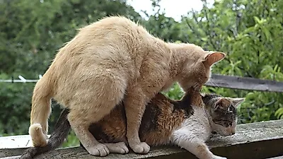 임신한 고양이 증상과 돌보는 법
