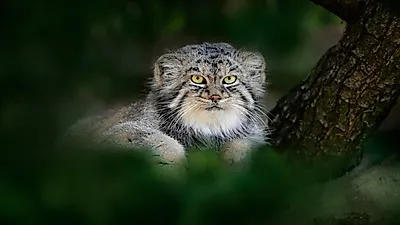 고양이계의 표정 부자, 팔라스 고양이
