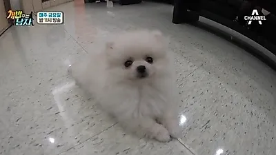 개 밥 줄때 TIP