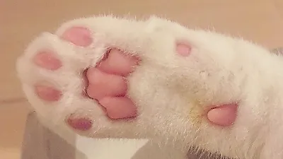 강지영, 반려묘 핑크젤리 포착 '심쿵'
