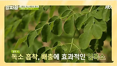 '모링가' 독소 흡착 및 배출에 도움, 단 효능만큼 하루 섭취 권장량 및 부작용도 주의 필요해