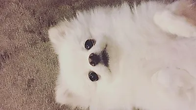 노민우, 귀여운 하얀 솜뭉치 자태