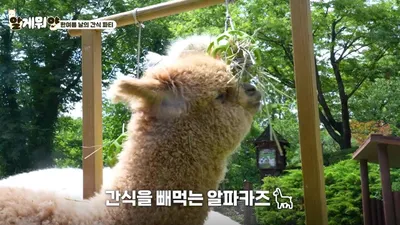 알파카 귀 모양과 꼬리 움직임으로 확인하는 기분 상태