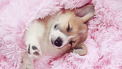반려동물 사람 나이로 몇 살? 강아지·고양이 나이 계산법과 평균수명...반려동물등록제 반려동물 등록 방법