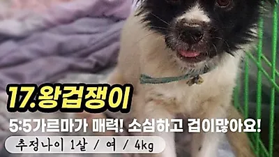 실물甲 귀여운 쫄보 "내 이름은 '왕겁쟁이' 새 가족을 찾고 있지!"