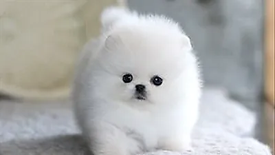 강아지·고양이 분양샵 ‘아담스펫’ 반려동물 건강관리 철저히 진행