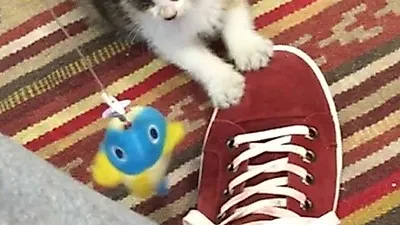 박유환, 깜찍한 새끼 고양이 포착 '인형인 줄'