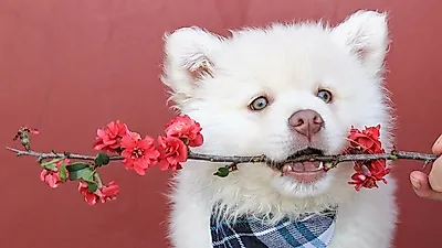 "닿으면 아파요"...반려동물에게 해로운 식물 공개