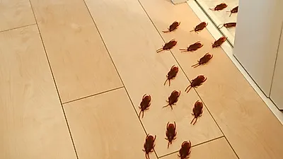 바퀴벌레의 특성으로 알아보는 바퀴벌레 약