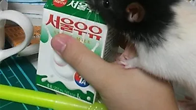 실험동물을 죽이고 나서 판매한 여고생, 죄책감으로 자살.