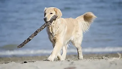 가공 식품은 이제 그만...반려견에게 생식이 좋은 이유