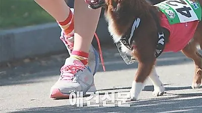 '반려동물 사랑 걷기대회' 내년 4월로 일정 연기