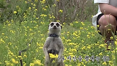 제주도 미어캣 김두리, 사람을 반기는 특별한 성격의 이유