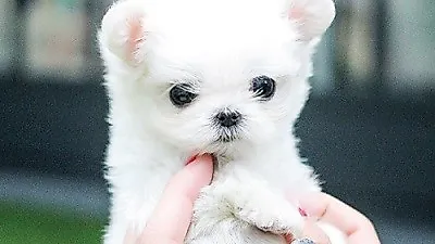 어버이날 강아지분양 선물 전 알아야 할 애견 상식, 베이비몽