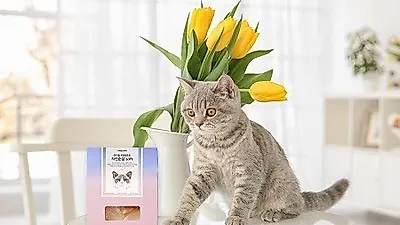 '푸디웜', 고양이 수제간식 출시