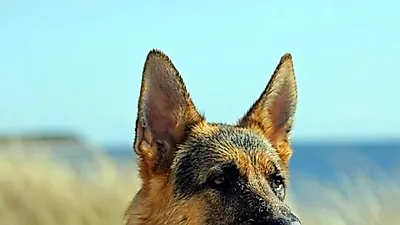 미국 오하이오, 경찰견 K9 보유