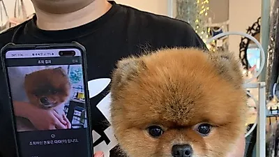에브리펫, 반려동물 비문인식 서비스로 펫보험 시장의 질서 바로잡는다