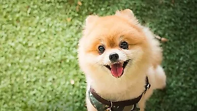 귀여운 포메라니안 분양받기 전 알아야 할 것들