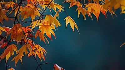 속초하면 빼놓을 수 없는 가을 설악산을 알아보자