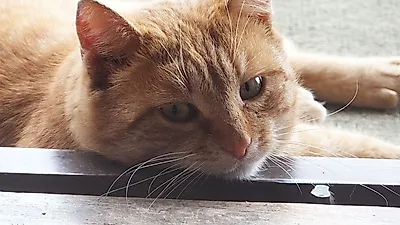 반려묘의 속뜻 알고 싶다면...신체 언어 탐색할 것