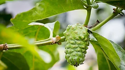 만성염증 배출 돕는   만병통치약 '노니' 효능?   "쇳가루 검출 제품 피해야"