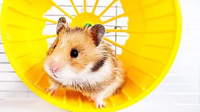 기침이 곧 폐렴으로.. 진행 빨라 위험! 햄스터가 걸릴 수 있는 6가지 대표 질병