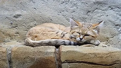 멸종위기 모래 고양이, 10년 만에 포착
