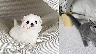 부산, 광주, 창원, 김해 고객만족을 위한 특별한 최대 80%할인 및 무료 강아지, 고양이분양 이벤트