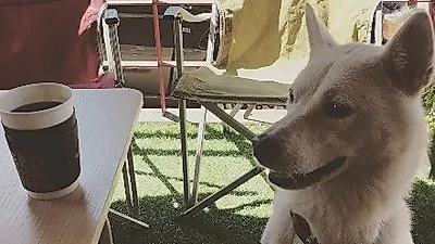 윤진서, 반려견과 평화로운 아침 산책
