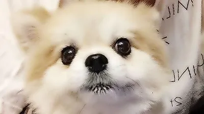 김현정 반려견, 하얀 솜뭉치 같은 귀요미 자태 공개