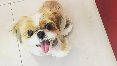 이영진, 반려묘와 병원 방문 "어머, 병원에 왔는데 좋아한다..."