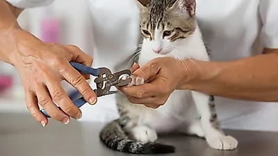 고양이 발톱, 깎아도 될까?..반려묘 발톱의 기능