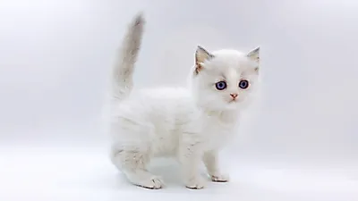 고양이 분양업체 ‘제나캣’, 분양가 최대 80% 할인 프로모션 제공