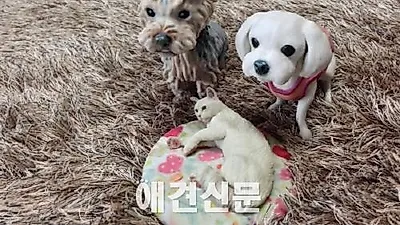 사진만으로 반려동물 피규어 만들어 낸다