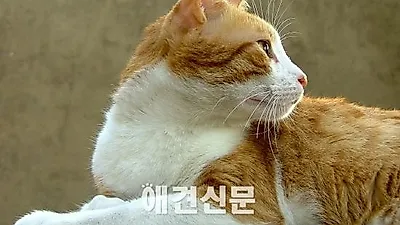 서울시, 길고양이 1만마리 중성화 한다