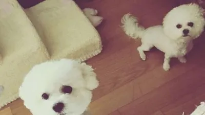 서인영, 동글동글 인형같은 반려견