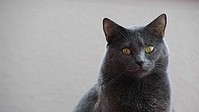 샤트룩스 고양이, 귀여운 외모에 조용한 성격으로 사랑 받는 반려묘