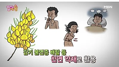 허니부쉬, '노화 독소 쏙 빼고 콜라겐 꽉 채운다' 효능 및 먹는 법 어떻길래? 주의해야 할 부작용까지