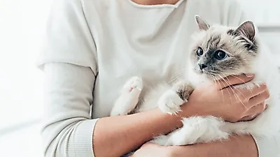 고양이의 잦은 배변 실수. 혹시 FLUTD?