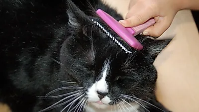 고양이 털과 발톱 관리하기