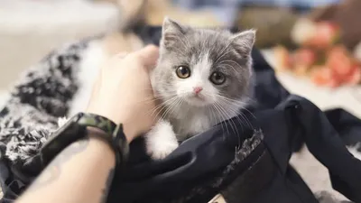 고양이 분양샵 ‘가필드고양이’ 다채로운 분양 프로모션 진행