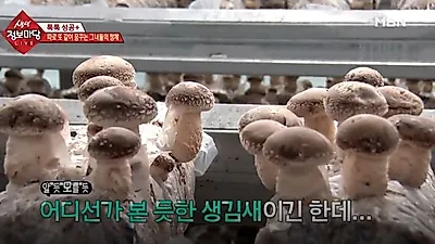송이향 가득한 '송화버섯', 맛있는 송화버섯 요리 방법과 송화버섯 보관법은?