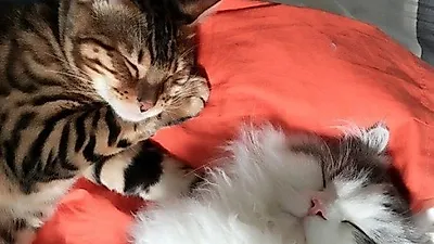 윤균상, 두 마리 반려묘와 행복한 일상..."아빠 미소"