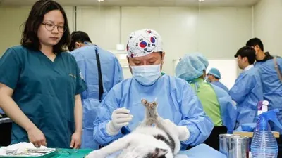 [인터뷰]고양이수의사회 김재영 회장 "TNR, 동물과 사람이 같이 공존할 수 있는 방법"