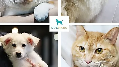 유기묘무료분양 및 유기견입양, 유기동물보호소 도그마루, 다양한 견종, 묘종 선택할 수 있어 '시선집중'