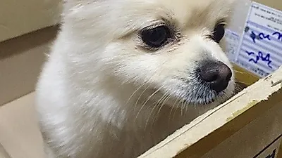 조은정, 반려견에 무한 애정 "너 쫌 예쁘다"
