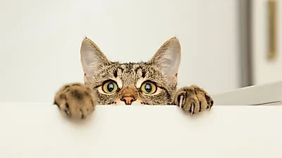 Cómo calmar a un gato