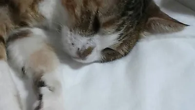 장나라 반려묘, "보고있어도 계속 보고파"