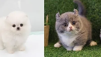 부산, 광주, 대구 고양이분양, 강아지분양 미유펫애견샵 발렌타인데이 기념 무료 및 최대80%할인이벤트 진행