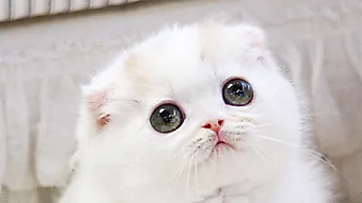 고양이 분양샵 ‘가필드고양이’ 직영점 오픈 이벤트로 절감된 분양가 선보여